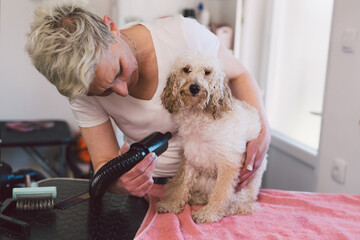 woman hair drying dog in grooming studio