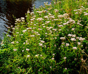 Wall Mural - Close up of Hemp agrimony (Eupatorium cannabinum)
