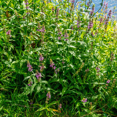 Wall Mural - Close up of Marsh hedgenettle (Stachys palustris)
