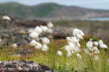 Flowering Cotton Grass On A Background Of Blue Sky