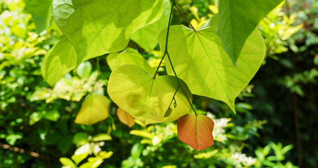 Wall Mural - Close-up of young leaves of Eastern Redbud, or Eastern Redbud Cercis canadensis. Green and orange leaves of Judas tree against sun on blurred green background. Selective focus. Place for your text