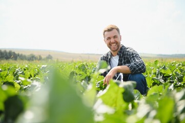 Wall Mural - Farmer checking crop in a sugar beet field. Agricultural concept