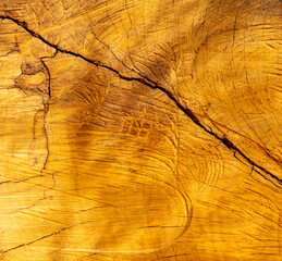 Sticker - Tree slice as an abstract background.