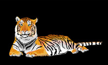 Tiger Lying In The Isolated Vector