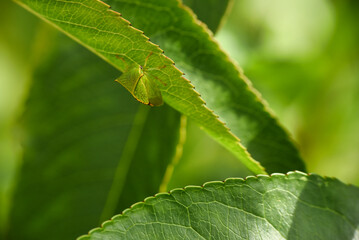 Wall Mural - green leaf beetle