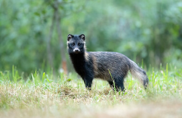 common raccoon dog ( nyctereutes viverrinus )