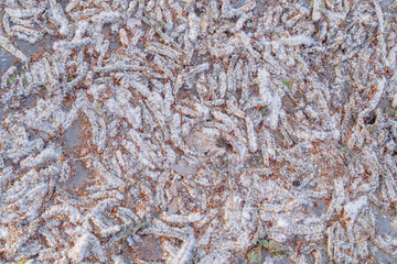 fallen poplar fluff on the ground close-up top view blooming poplar fluff looks like a large crawling caterpillar in large numbers photo wallpaper poplar fluff texture and poplar fluff background