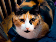 Calico Cat Sitting In Her Chair