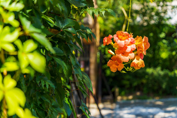 Wall Mural - Campsis grandiflora blossom, with large, bright orange, showy trumpet-shaped flowers, close up.