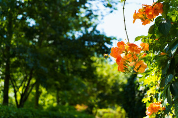 Wall Mural - Campsis grandiflora blossom, with large, bright orange, showy trumpet-shaped flowers, close up.