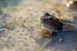 Niebieska żaba moczarowa (rana arvalis), płazy bezogonowe (Anura), żaba w wodzie siedząca na skrzeku (21).
