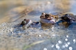 Żaba moczarowa (rana arvalis), płazy bezogonowe (Anura), kopulujące żaby siedzące na skrzeku oraz jedna rechocząca, nabrzmiały rezonator (5).
