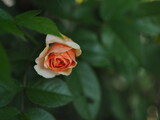 Fototapeta  - Pomarańczowa różyczka