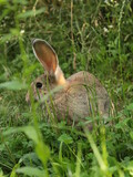 królik w trawie