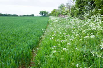 Wall Mural - Field margin with wild flowers growing in UK farmland