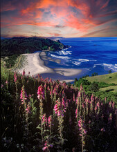 Fox Glove Flowers Blooming On Cascade Hed, Oregon Coast Near Lincoln City