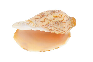 Cutout of an isolated seashell   with the transparent png background	