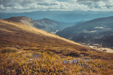 Wall Mural - carpathian mountain meadows, blue flowers on orange dry grass. top hill view on alpine canyon and bl