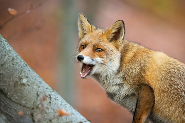 Wall Mural - Red fox, vulpes vulpes, with open mouth in forest in autumn nature. Orange mammal chewing in woodland in fall. Little predator feeding in wilderness next to tree.