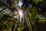 Fototapeta Las - Lush Green Rain Forest in Pacific Northwest. MacMillan Provincial Park, Vancouver Island, BC, Canada. Nature Background