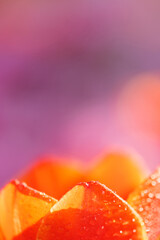 Wall Mural - orange tulip flower in close up with raindrop
