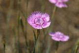 Dianthus plumarius, pink color dianthus plumarius flower.Close-up wild carnation in nature with blurred background. Flower backgrounds.