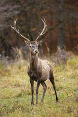 Wall Mural - red deer, cervus elaphus, standing on glade in autumn in vertical shot. antlered stag looking on mea