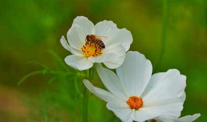 Poster - white flower in the garden