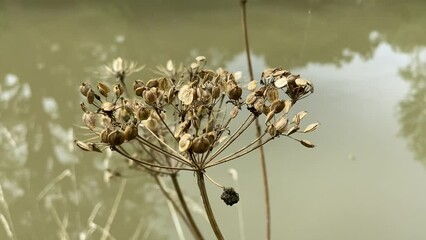 Poster - Fleur au bord d’un étang en Bourgogne