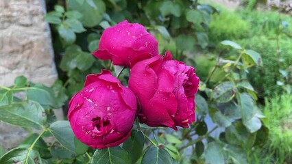 Wall Mural - Roses rouges en gros plan, Bourgogne