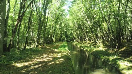 Canvas Print - Rivière dans un sous bois en Bourgogne