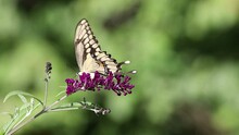Giant Swallowtail Butterfly, Papilio Cresphontes, On Purple Butterfly Bush Flower Slowed Down To 50 Percent