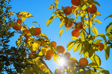 Canvas Print - Orange tree