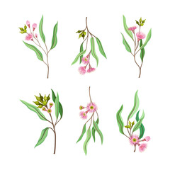 Wall Mural - Twigs of eucalyptus tree with flowers and green leaves set cartoon vector illustration