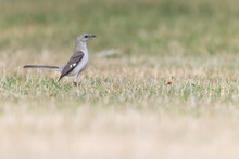 A Northern Mockingbird (Mimus Polyglottos) Foraging In A Park In The Grass In The Morning Light
