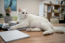 White Cat Lies On The Desktop