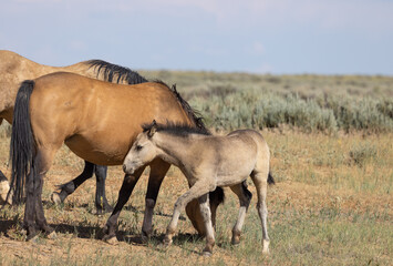 Poster - Wild Horse Mare and Foal in the Wyoming Desert in Summer