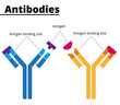 Structure of immunoglobulins. Antibodies with tha antigen binding site, specific for each type of antigenic substance. Vector illustration. Didactic illustration.
