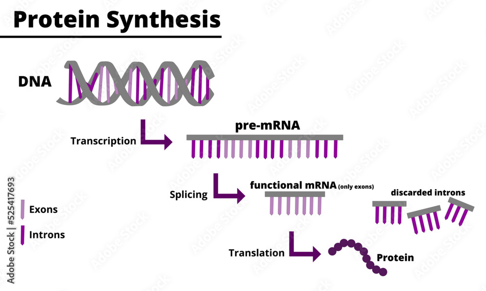 Protein synthesis process. Production of proteins from DNA. Processes of transcription, splicing and traduction. Vector illustration. Didactic illustration.