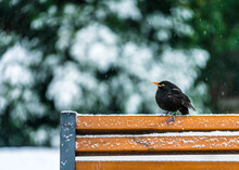 A Blackbird Is Resting On A Bench During A Snowy Day.