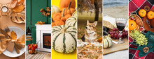 Beautiful Collage For Thanksgiving Day Celebration With Dog And Pumpkins
