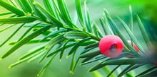 Red Yew Berries On A Green Branch. Close-up, Selective Focus.