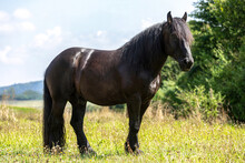 Portrait Of A Black Percheron Draught Horse Gelding Standing On A Wildflower Meadow In Summer Outdoors