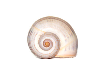 Image of large empty ocean snail shell on a white background. Undersea Animals. Sea shells.