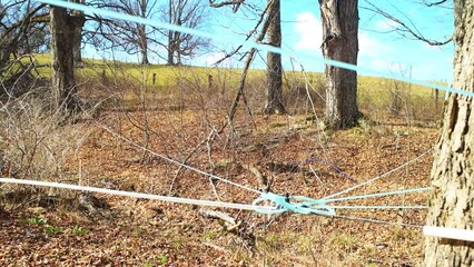 Wall Mural - Maple syrup taps of hoses on maple tree collecting sap with tubing tubes connected between trees in Blue Grass of Highland county, Virginia in spring springtime