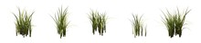 Set Of Grass Bushes Isolated On White. Nutsedge Or Nutgrass. Cyperus. 3D Illustration