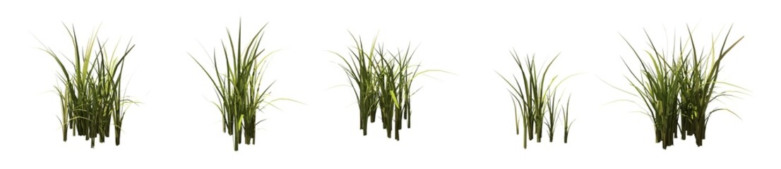 Set of grass bushes isolated. Nutsedge or Nutgrass. Cyperus. 3D illustration