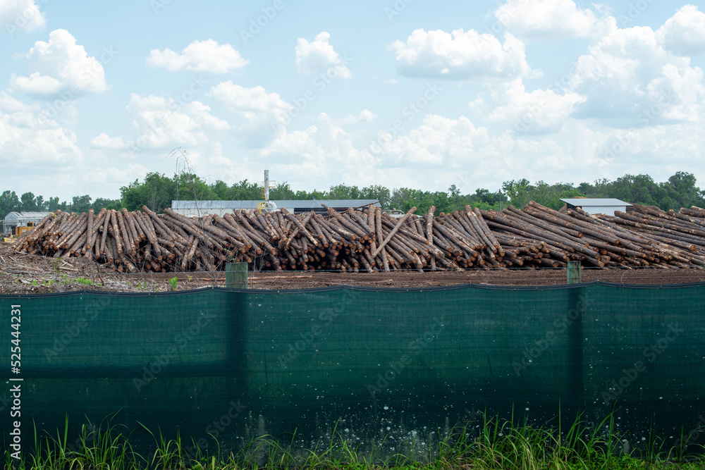Logging Tree Grids Forest wood and tree logs. Log trunks pile for the logging timber wood ...
