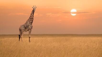 african giraffe standind alone in savanna grassland during sunset in maasai mara national researve k