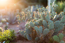 Desert Cactus In The Sunlight